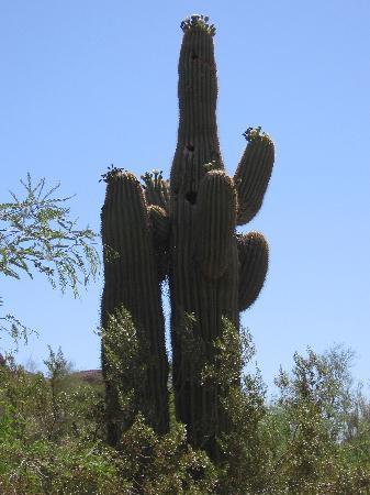 Dierentuin van Phoenix